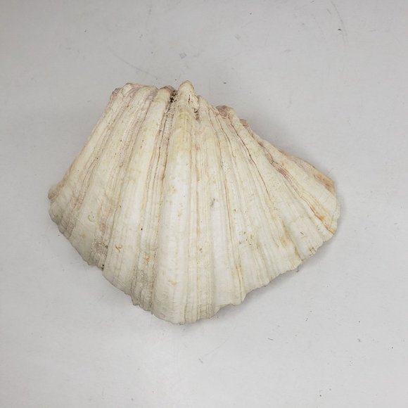 Bear Claw Clam Shell One Half Large Ruffled Sea Art Ocean 5.25" 8 oz 228 grams - Picture 5 of 5